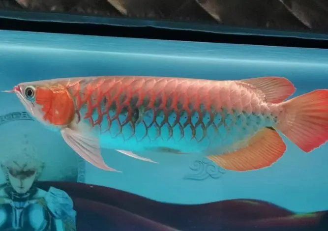 過背金龍魚幼魚多久換一次水？ 過背金龍魚幼魚多久換一次水？ 龍魚百科 第8張