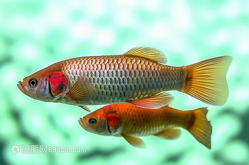 養龍魚的魚缸高度是多少？：養龍魚的魚缸高度是一個重要的考慮因素，養龍魚的魚缸要求多高