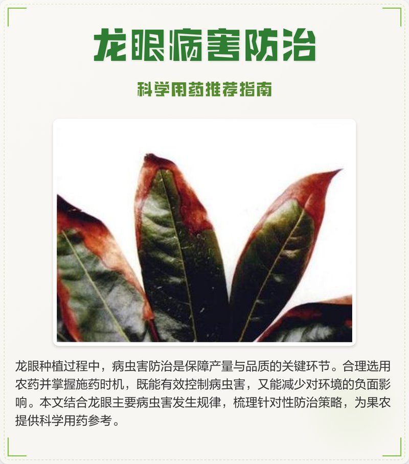 龍眼爛尾最怕三樣東西 龍魚百科 第7張 龍眼爛尾最怕三樣東西 龍眼爛尾最怕三樣東西 龍魚百科 第7張