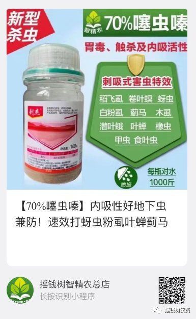 龍眼爛尾最怕三樣東西 龍魚百科 第5張 龍眼爛尾最怕三樣東西 龍眼爛尾最怕三樣東西 龍魚百科 第5張