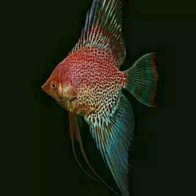 小金魚批發市場