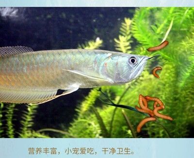 喂龍魚的常見(jiàn)蟲子種類及其相關(guān)信息，喂龍魚的蟲子需注意：喂養(yǎng)龍魚的蟲子是什么