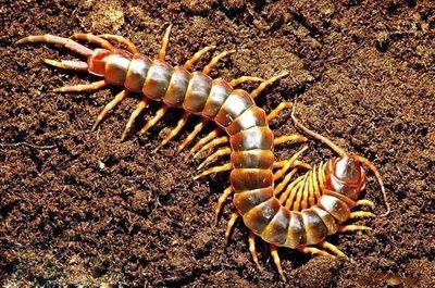喂龍魚的常見(jiàn)蟲子種類及其相關(guān)信息，喂龍魚的蟲子需注意：喂養(yǎng)龍魚的蟲子是什么
