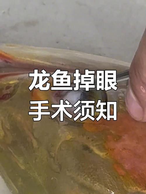 龍魚掉眼跟燈光有關系嗎圖片 龍魚掉眼跟燈光有關系嗎圖片 龍魚百科 第29張
