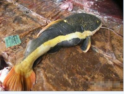 龍魚怎么抓出來的：抓捕龍魚時(shí)應(yīng)盡可能地采用溫和的方法避免對其造成傷害