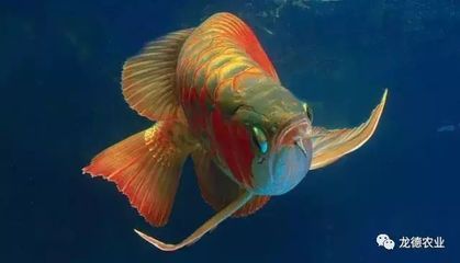 龍魚頭部長豆豆怎么回事（龍魚頭部長豆豆可能是由多種因素引起的）