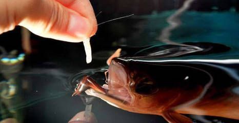 龍魚頭部長豆豆怎么回事（龍魚頭部長豆豆可能是由多種因素引起的）