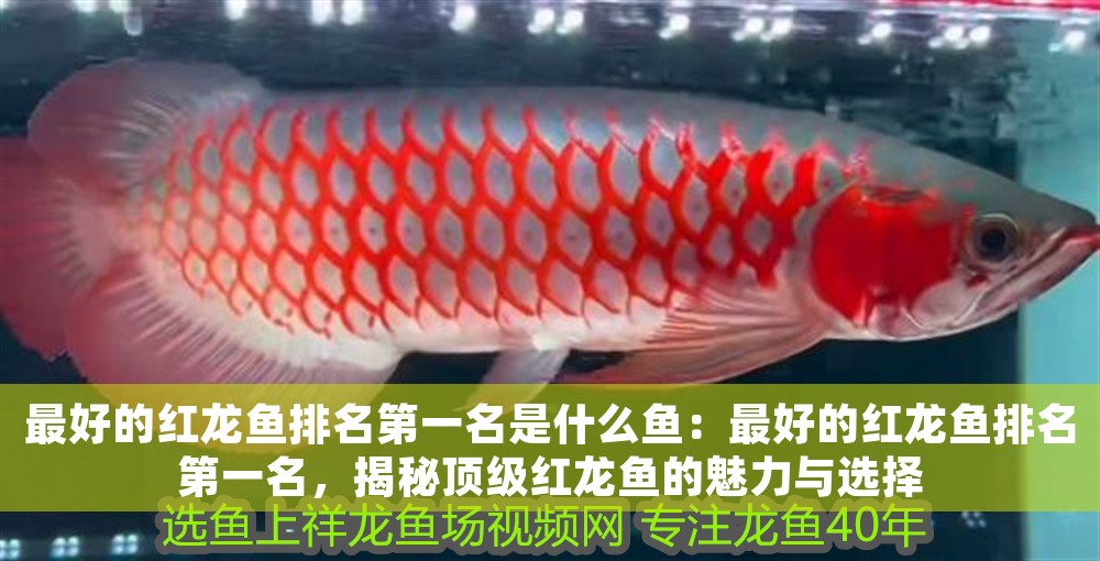 最好的紅龍魚排名第一名是什么魚：最好的紅龍魚排名第一名，揭秘頂級紅龍魚的魅力與選擇
