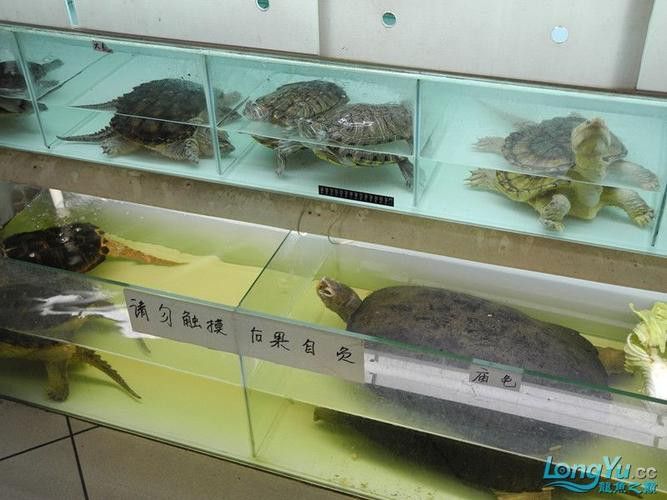 北京和興龍魚在哪里賣的