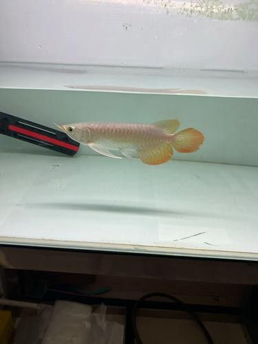 大湖紅龍魚的價格波動大嗎？