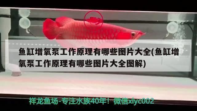 石家莊哪里有賣雷龍魚的（石家莊購買雷龍魚的一些建議）
