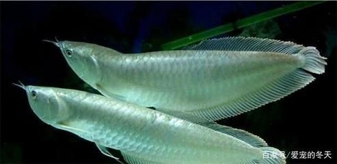 銀龍魚(yú)活餌與死餌對(duì)比：銀龍魚(yú)活餌與死餌的使用效果分析銀龍魚(yú)活餌與死餌的使用效果