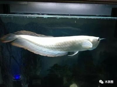 銀龍魚(yú)活餌與死餌對(duì)比：銀龍魚(yú)活餌與死餌的使用效果分析銀龍魚(yú)活餌與死餌的使用效果