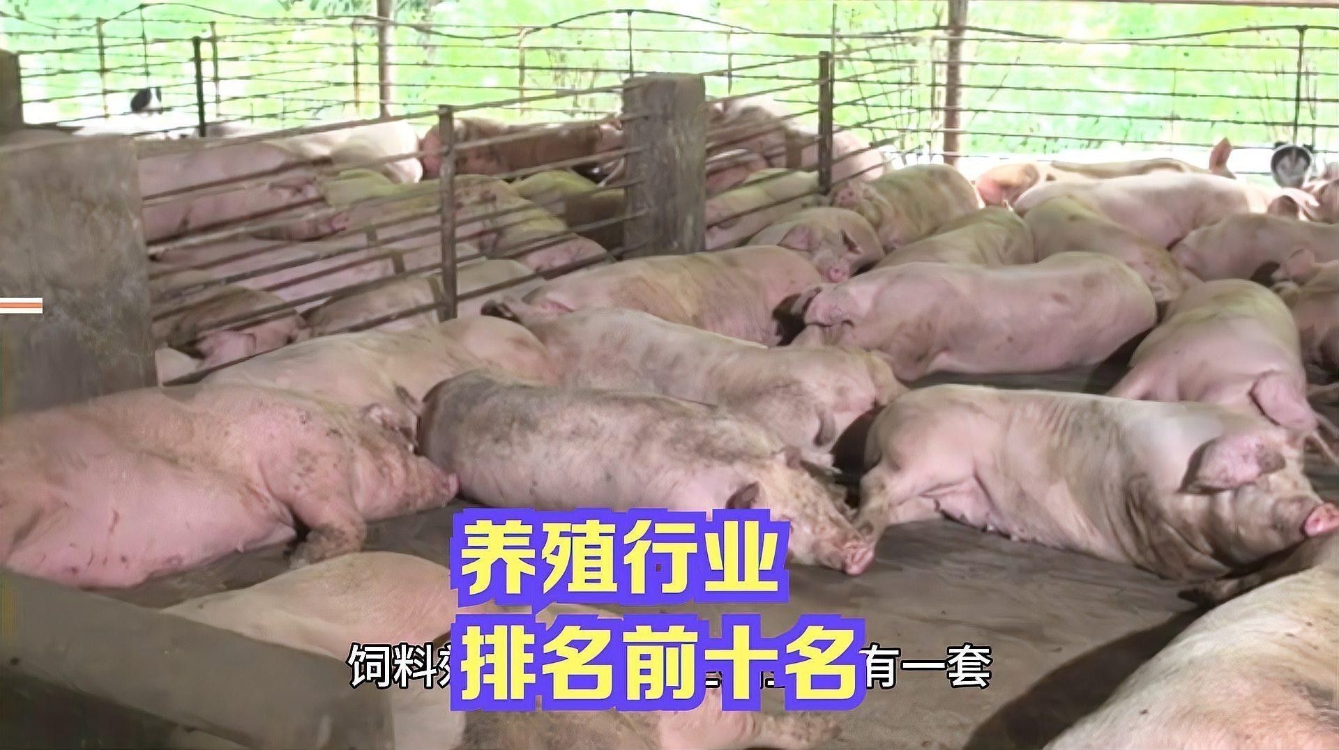 這些養殖場哪個口碑最好？ 這些養殖場哪個口碑最好？ 龍魚百科 第8張