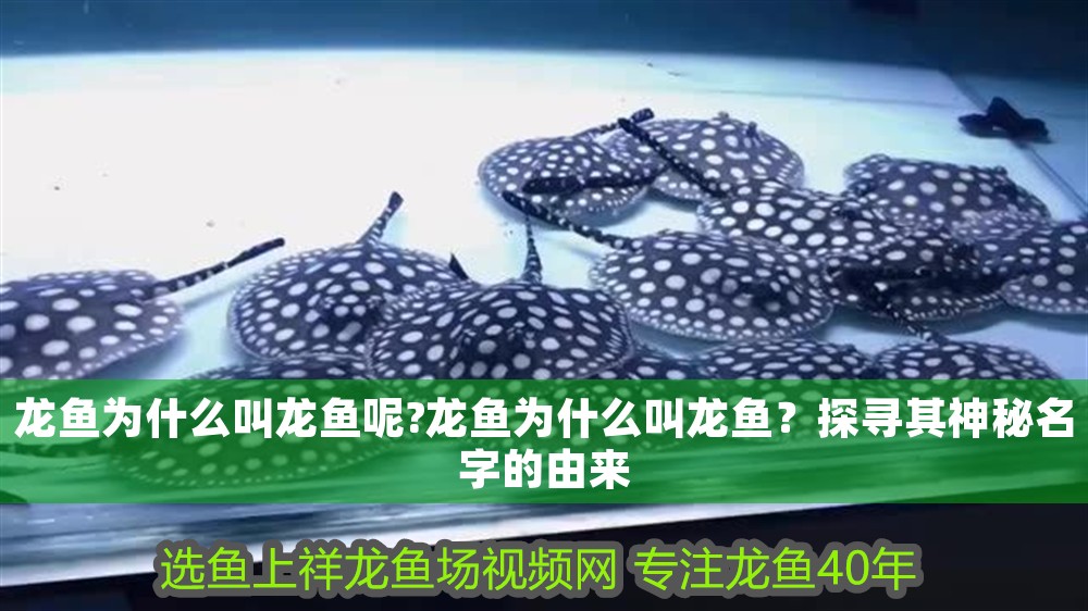 龍魚為什么叫龍魚呢?龍魚為什么叫龍魚？探尋其神秘名字的由來