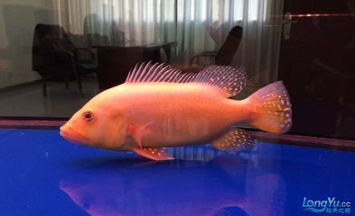 巴西亞比龍魚大可以嗎：關于巴西亞比龍魚的問題