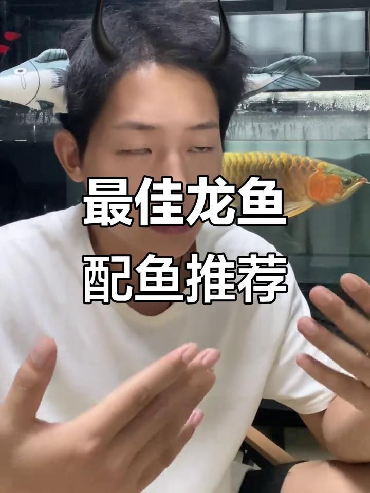有沒有更小的龍魚混養方案？ 有沒有更小的龍魚混養方案？ 龍魚百科 第2張