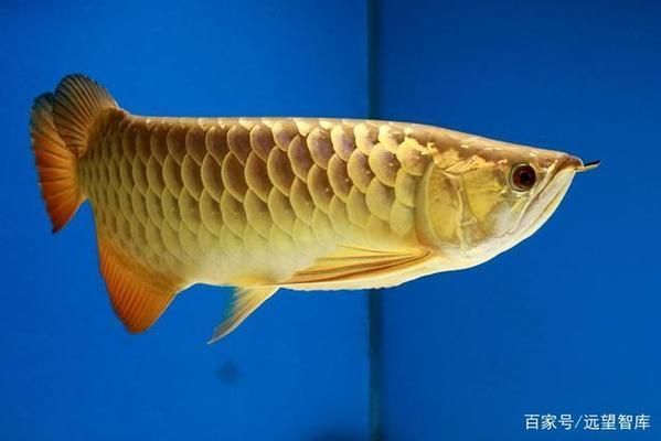 金龍魚產品介紹怎么寫的：金龍魚產品介紹 金龍魚產品介紹怎么寫的：金龍魚產品介紹 龍魚百科 第3張