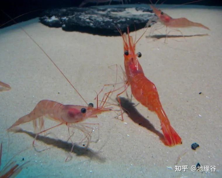 紅龍魚四大漁場(chǎng)排名第幾？：紅龍魚四大漁場(chǎng)具體排名，紅龍魚四大漁場(chǎng)排名第幾