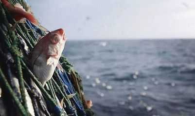 紅龍魚四大漁場(chǎng)排名第幾？：紅龍魚四大漁場(chǎng)具體排名，紅龍魚四大漁場(chǎng)排名第幾