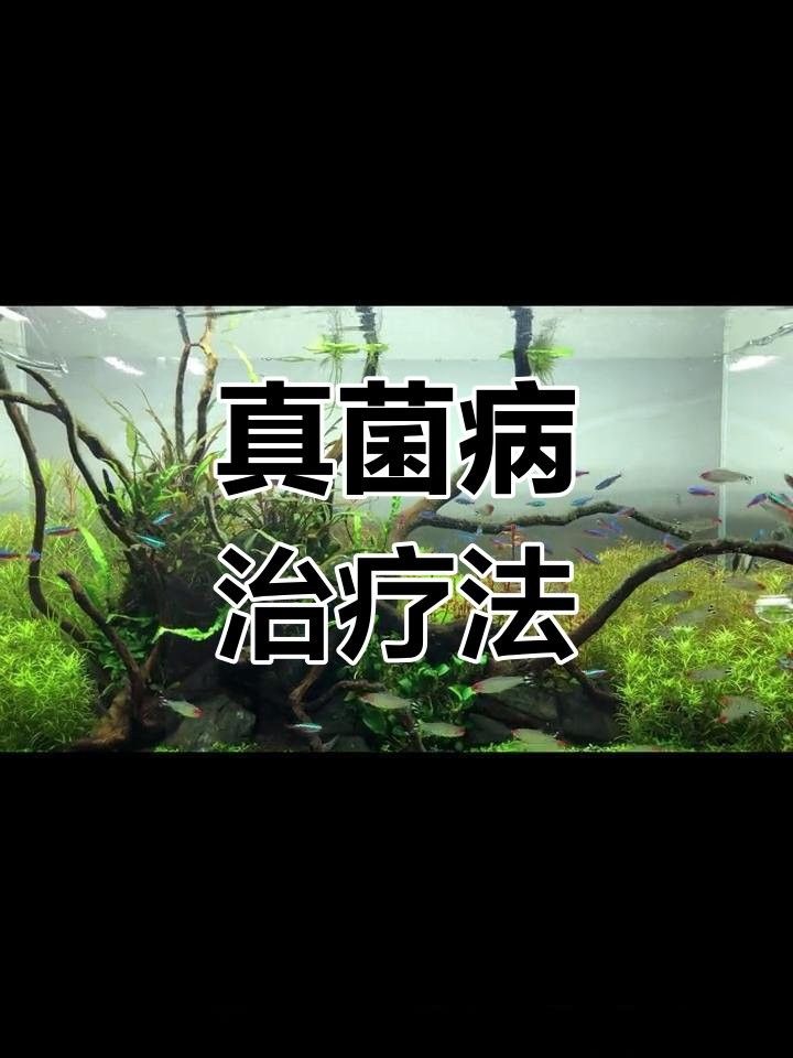 龍魚(yú)真菌感染一般多久能好？ 龍魚(yú)真菌感染一般多久能好？ 龍魚(yú)百科 第1張