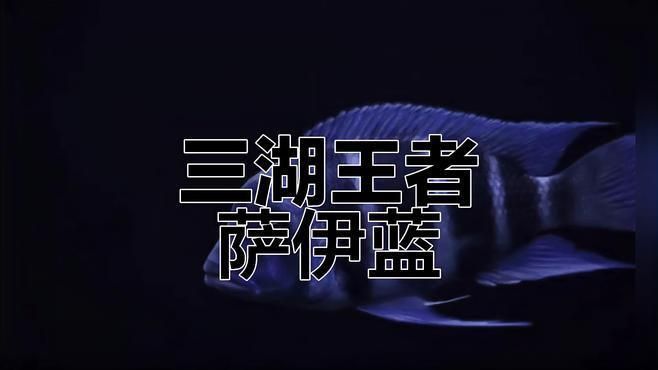 摩巴薩伊藍是最好的嗎