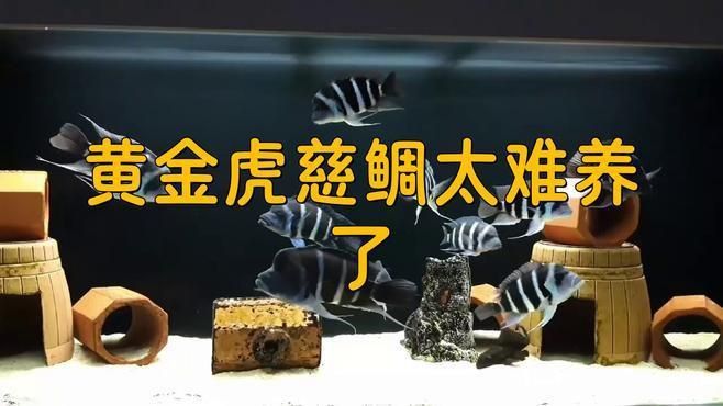 金老虎魚(yú)好養(yǎng)嗎 龍魚(yú)百科 第1張 金老虎魚(yú)好養(yǎng)嗎 金老虎魚(yú)好養(yǎng)嗎 龍魚(yú)百科 第1張