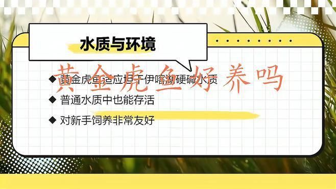 金老虎魚(yú)好養(yǎng)嗎 龍魚(yú)百科 第3張 金老虎魚(yú)好養(yǎng)嗎 金老虎魚(yú)好養(yǎng)嗎 龍魚(yú)百科 第3張