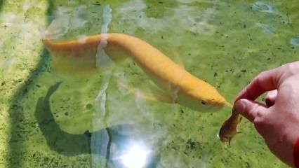 金龍魚不吃東西怎么辦金龍魚不吃東西怎么辦：對于金龍魚不吃東西的問題，可能有以下幾種原因：金龍魚不吃食