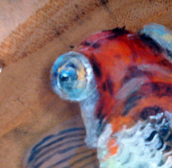 龍魚金魚眼的形成的原因：龍魚金魚眼的形成原因 龍魚金魚眼的形成的原因：龍魚金魚眼的形成原因 龍魚百科 第1張