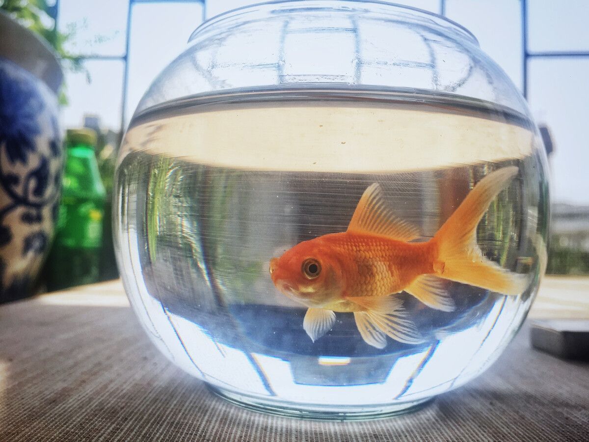 龍魚金魚眼的形成的原因：龍魚金魚眼的形成原因 龍魚金魚眼的形成的原因：龍魚金魚眼的形成原因 龍魚百科 第2張