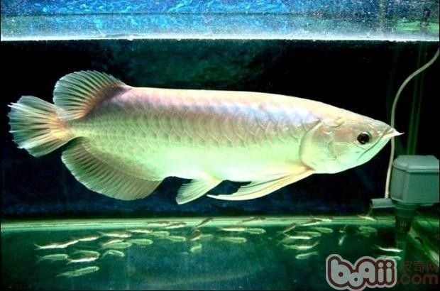 鸚鵡魚會不會咬銀龍魚