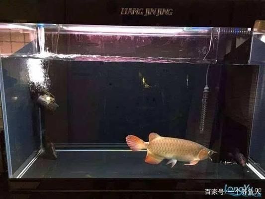 匯龍魚缸怎么放水（魚缸換水后如何調節水質）