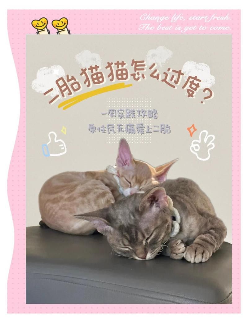 銀龍魚(yú)混養(yǎng)視頻大全圖片高清