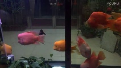 紅財神魚可以和紅龍魚混養嗎？：紅財神魚和紅龍魚可以混養嗎