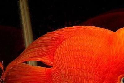 紅財神魚可以和紅龍魚混養嗎？：紅財神魚和紅龍魚可以混養嗎