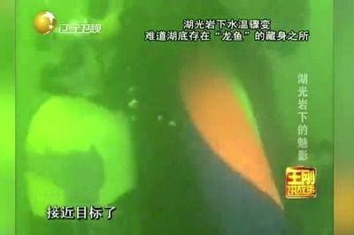 廣州變異鳳凰龍魚事件真相：變異鳳凰龍魚事件真相廣州變異鳳凰龍魚事件真相