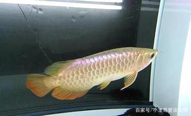 龍魚怎么喂不兜嘴的魚：預防龍魚兜嘴的方法