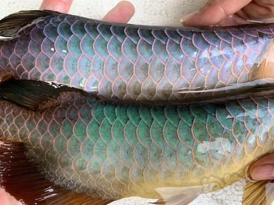 翡翠藍龍魚：什么是翡翠藍龍魚 翡翠藍龍魚：什么是翡翠藍龍魚 龍魚百科 第2張