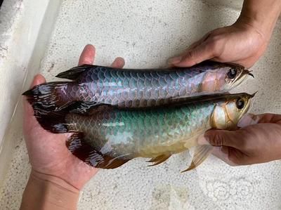 翡翠藍龍魚：什么是翡翠藍龍魚 翡翠藍龍魚：什么是翡翠藍龍魚 龍魚百科 第3張