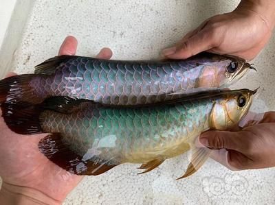 翡翠藍龍魚：什么是翡翠藍龍魚 翡翠藍龍魚：什么是翡翠藍龍魚 龍魚百科 第1張
