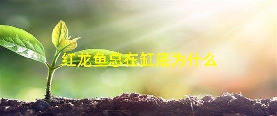 紅龍魚偶爾去缸底趴著正常嗎：紅龍魚偶爾去缸底趴著可能是正常的，可能是正常的 紅龍魚偶爾去缸底趴著正常嗎：紅龍魚偶爾去缸底趴著可能是正常的，可能是正常的 龍魚百科 第2張
