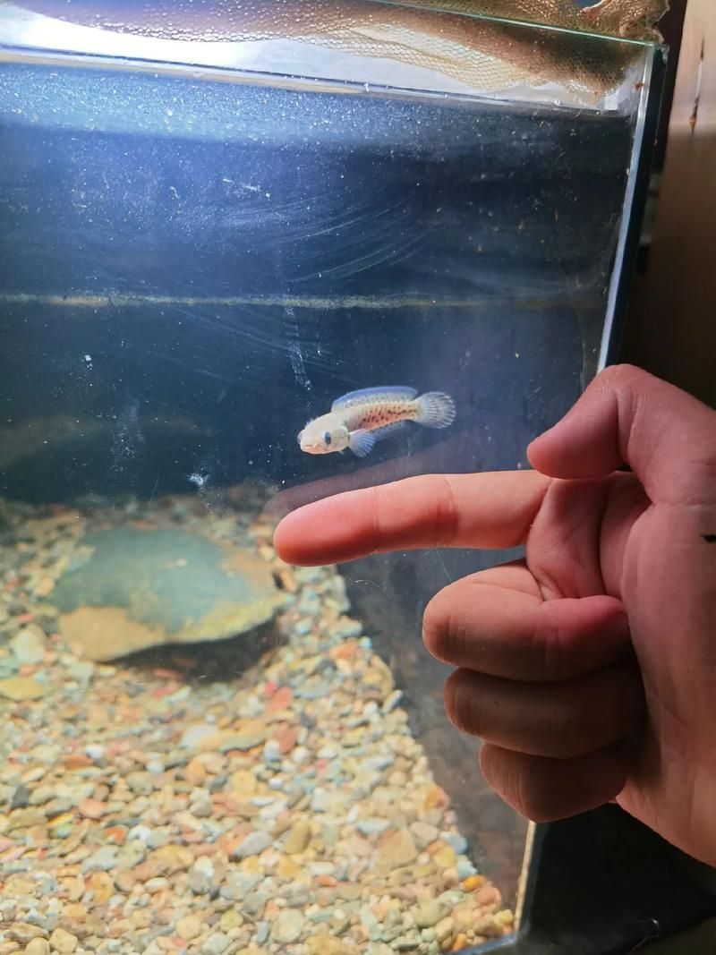 龍魚苗圖片
