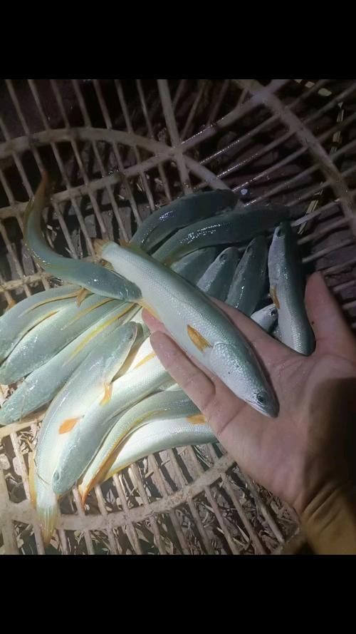 龍魚苗圖片