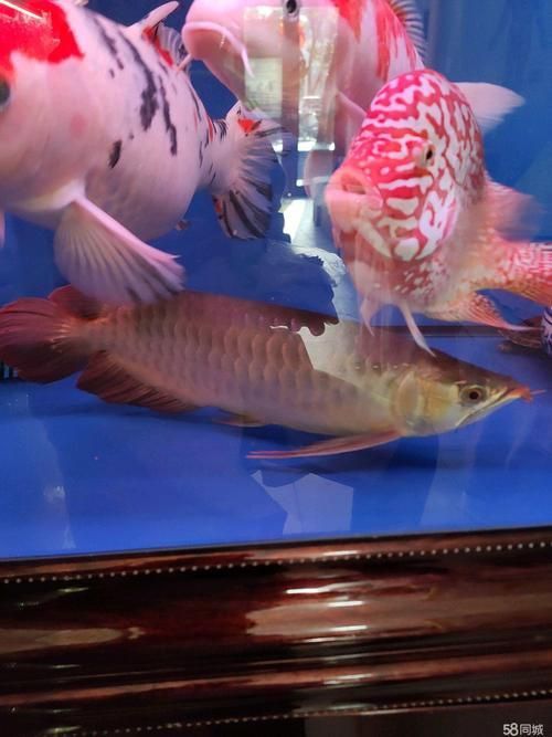 龍魚苗圖片