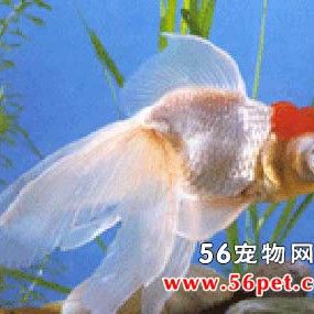 龍睛魚能長多大 龍睛魚能長多大 龍魚百科 第5張