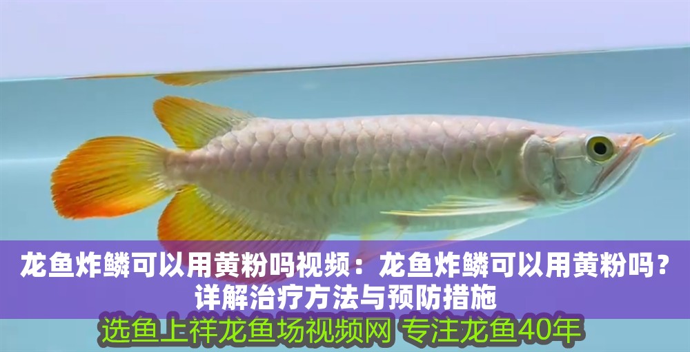 龍魚炸鱗可以用黃粉嗎視頻：龍魚炸鱗可以用黃粉嗎？詳解治療方法與預防措施 龍魚炸鱗可以用黃粉嗎視頻：龍魚炸鱗可以用黃粉嗎？詳解治療方法與預防措施 龍魚百科 第1張