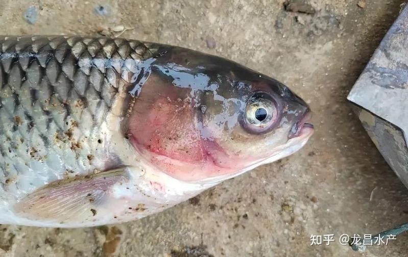 龍魚眼睛出血