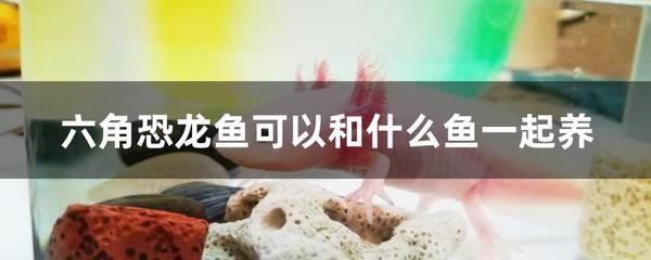 恐龍魚不吃食物怎么辦：恐龍魚不吃食物可能由多種因素引起，解決恐龍魚不吃食物的問題
