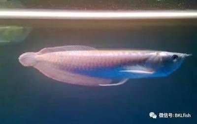 養銀龍魚注意事項大全:養銀龍魚的注意事項 龍魚百科 第2張 養銀龍魚注意事項大全:養銀龍魚的注意事項 養銀龍魚注意事項大全:養銀龍魚的注意事項 龍魚百科 第2張